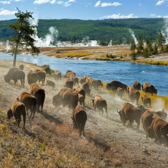 tourhub | Intrepid Travel | Yellowstone and Grand Tetons Adventure 