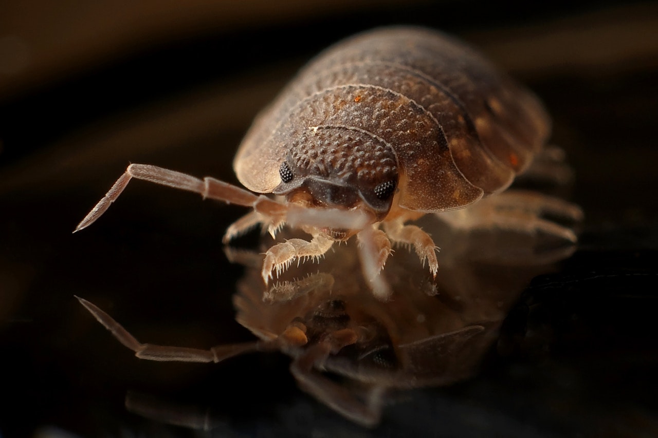 A close-up of a bed bug.