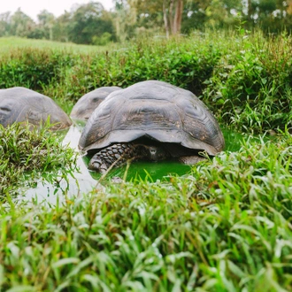 tourhub | Intrepid Travel | Galapagos & Peru Adventure  