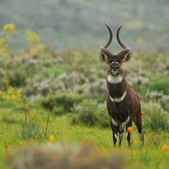 tourhub | Armaye Ethiopia Tours | 6 Days Bale Mountains Trekking 