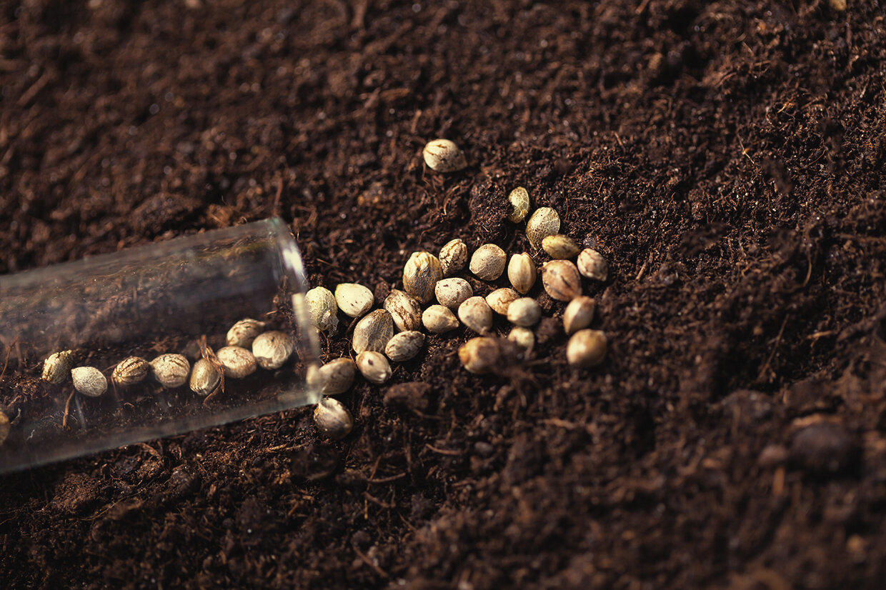 What Do Cannabis Seeds Look Like?