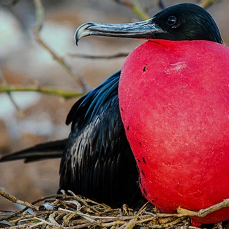 tourhub | Ecuador Galapagos Travels | 7 Days on a Budget Galapagos Islands Tour in San Cristobal 