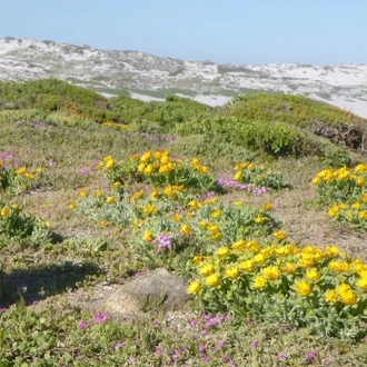 tourhub | HoneyBadger Travel & Tours | South Africa Flower Safari Namaqualand & West Coast 