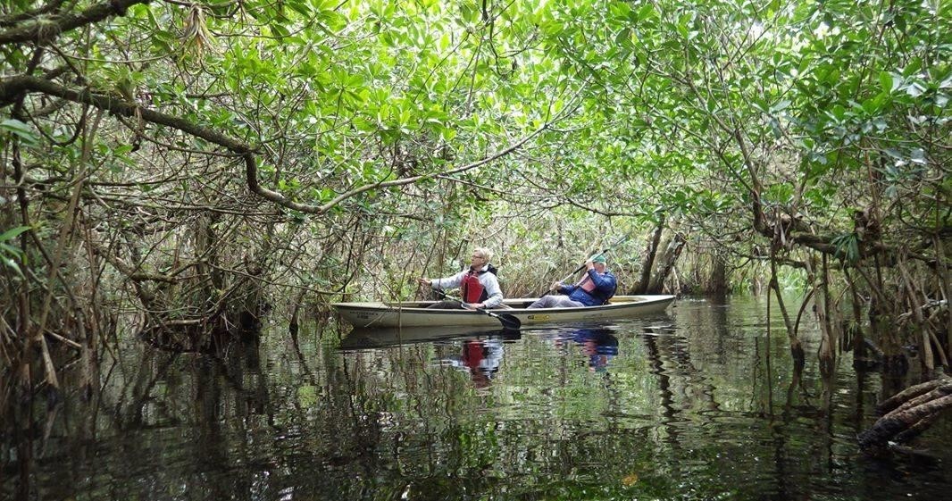 Mangrove Tunnel Kayak Eco Tour