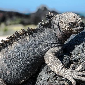 tourhub | G Adventures | Galápagos — North & Central Islands aboard the Eden 