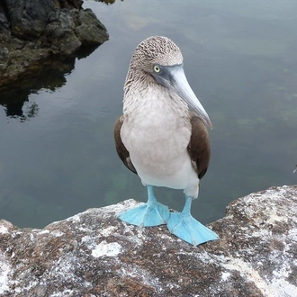 tourhub | Ecuador Galapagos Travels | 7 Days on a Budget Galapagos Islands Tour in San Cristobal 