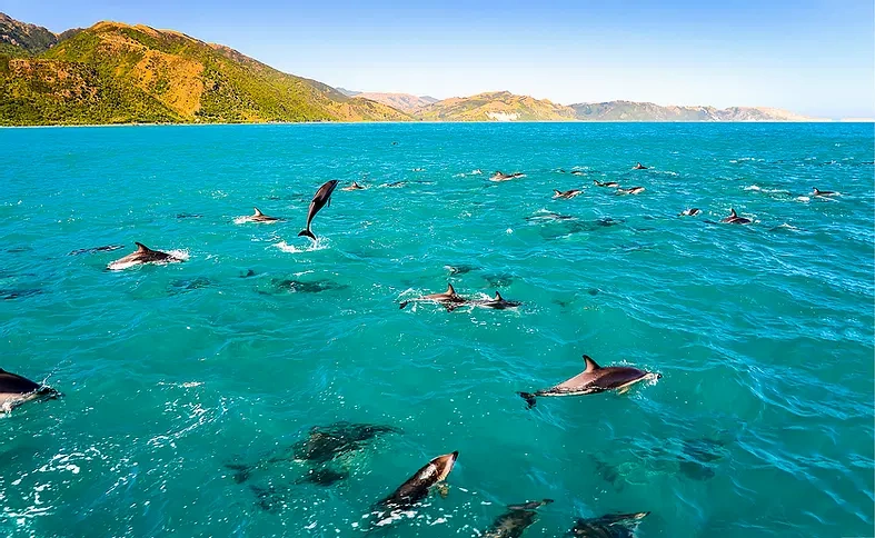 Dolphin Tours Big Island Hawaii