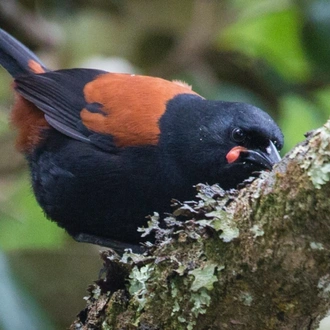 tourhub | Heritage Expeditions | Unseen Stewart Island 