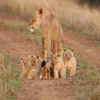 tourhub | Today Voyages | Private Jeep Safari -Samburu, Lake Nakuru & Masai Mara 