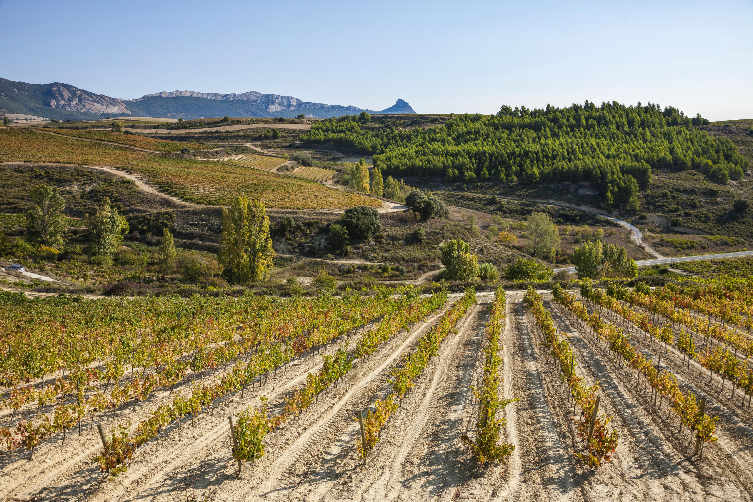 Tour de Vinos Rioja: Bodega y Almuerzo Tradicional desde Logroño en Semi-Privado con Recogida - Acomodações em Logrono