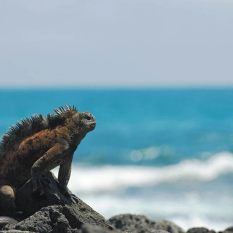 tourhub | Intrepid Travel | Galapagos at a Glance: Southern Islands (Grand Daphne) 