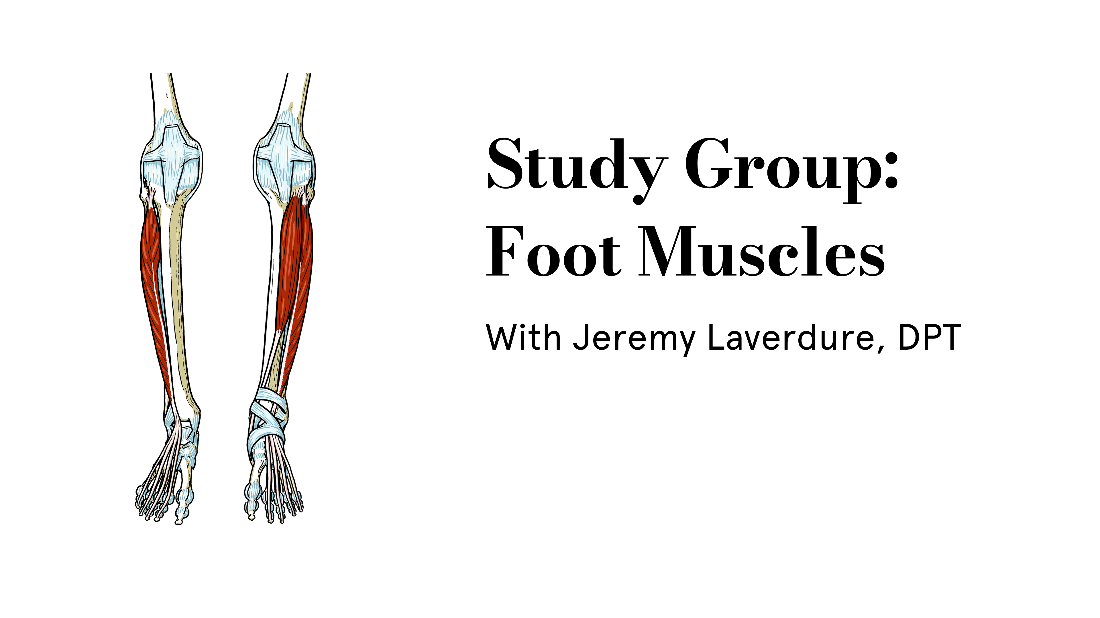 study-group-foot-muscles-movement-science-made-simple