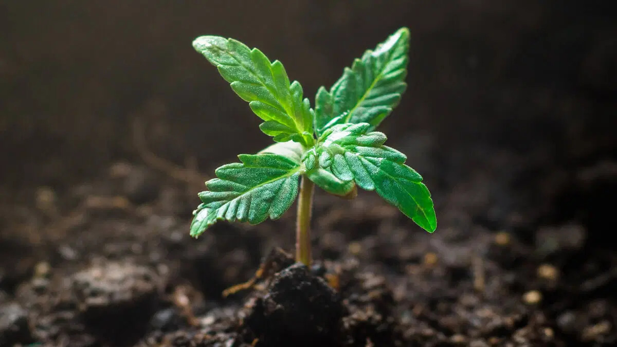 How long does it take for cannabis seeds to germinate