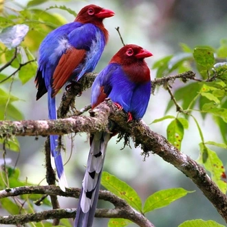 tourhub | Stelaran Holidays | Sri Lanka Bird Watching Tour 