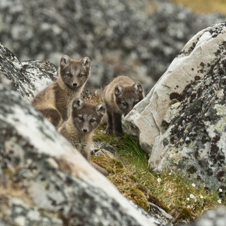 tourhub | Intrepid Travel | Svalbard Explorer: Best of High Arctic Norway in Depth 