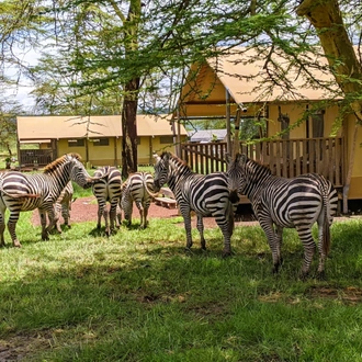 tourhub | Beach and Safari Holidays | Tarangire N.P. + Ngorongoro Crater + Lake Manyara N.P. 