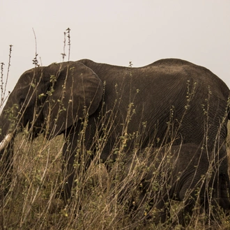 tourhub | Eddy tours and safaris | 7 Days Serengeti Migration. 