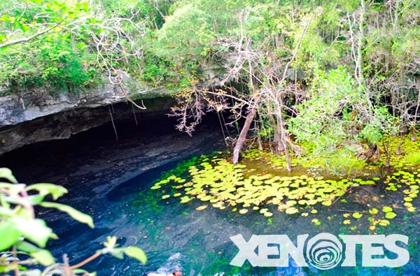 Xenotes: Oasis Mayas con Recogida - Alojamientos en Cancún