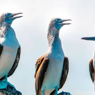 tourhub | G Adventures | Galápagos – West and Central Islands aboard the Reina Silvia Voyager (Cruise Only) 