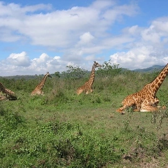 tourhub | Widerange African Safaris | 2 days Tanzania Sharing Camping safari package 