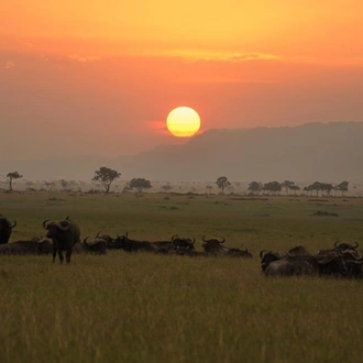 tourhub | Royal Private Safaris | 7 DAYS BEST OF KENYA SAFARI 