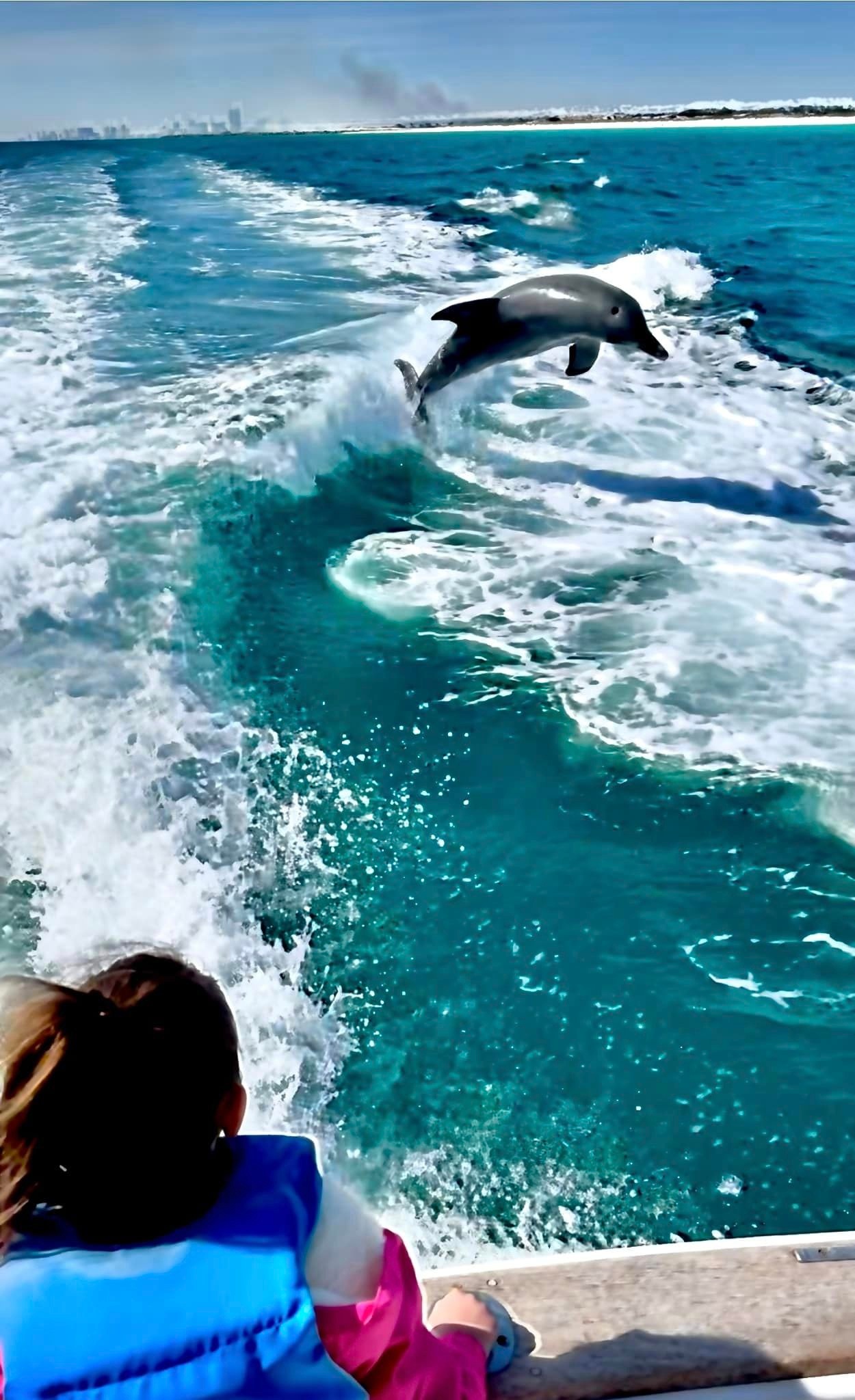 Dolphin Tour