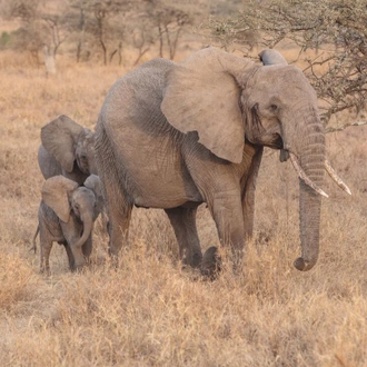 tourhub | Intrepid Travel | Tanzania Family Safari 