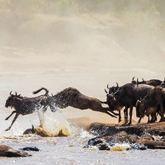 tourhub | Saga Holidays | The Best of Kenya and Tanzania - Great Migration and Big Game Safari 