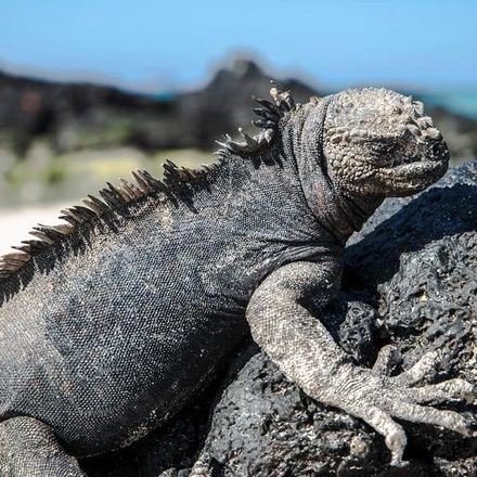 Galápagos — North & Central Islands aboard the Eden