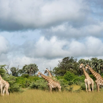 tourhub | Leviva Travel and Tours | 3-Day Tarangire, Ngorongoro and Lake Manyara 