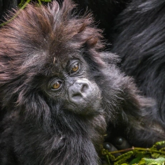 tourhub | ARP Travel Group | Gorillas Through the Mist - Le Bambou Gorilla Lodge (On Request) 