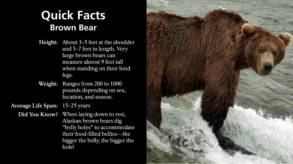 Bear Hibernation: 5 Fun Facts - Yellowstone Forever