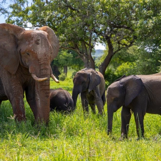 tourhub | Beach and Safari Holidays | A Journey Through The Ngorongoro Crater and Serengeti National Park 