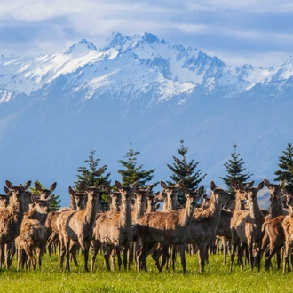 tourhub | Intrepid Travel | Premium New Zealand South Island 