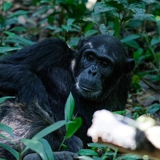 tourhub | Verdoro Safaris | Gorilla Tours, and Rafting in Uganda 