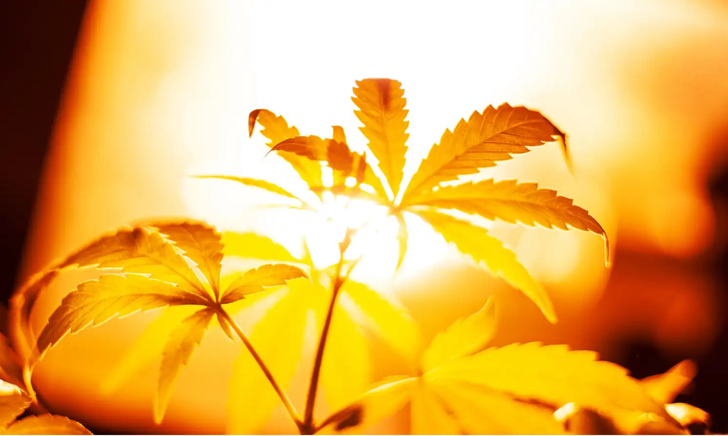 Cannabis Heat Stress FAQ