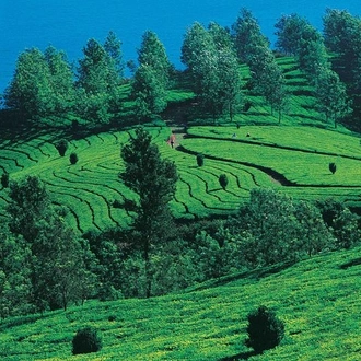 tourhub | Agora Voyages | Majestic Munnar Getaway from Madurai 