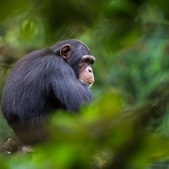 tourhub | Oasis Overland | Sierra Leone Encounters 