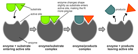 enzyme experiments at home