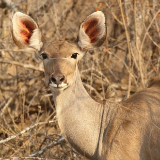 tourhub | Wildlife Dreams | Kruger National Park Photographic Safari 