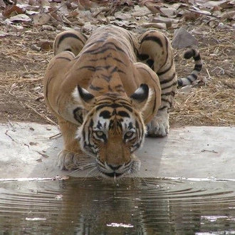 tourhub | Bamba Travel | Ranthambore Tiger Experience 5D/4N (from Delhi) 