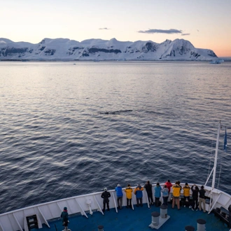 tourhub | Intrepid Travel | Best of Antarctica: Whale Journey (Ocean Endeavour)  