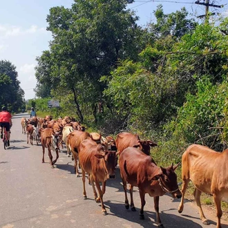 tourhub | SpiceRoads Cycling | Road Cycling India Coast to Coast 