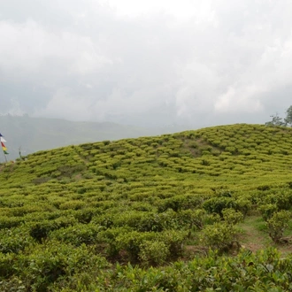 tourhub | Agora Voyages | Tea Estates and Sacred Monasteries 