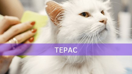 Représentation de la formation : TEPAC - Toilettage "Éthologique" Pour Animaux de Compagnie