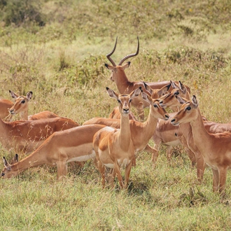 tourhub | Intrepid Travel | Kenya Wildlife Safari 