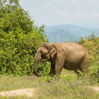 tourhub | Encounters Travel | Sri Lanka on a Shoestring 