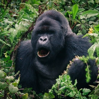 tourhub | Ganyana Safaris | 7 Days Gorilla, Chimp and Wildlife Safari 