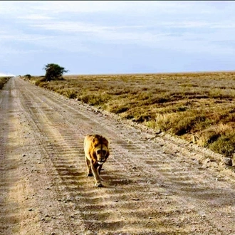 tourhub | Anapa Travel Africa Tours | 4-Day Safari to Tarangire, Serengeti, and Ngorongoro Crater Join Group Tour 