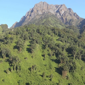 tourhub | YellowWood Adventures | Gorillas & Hiking Uganda's Rwenzori Mountains 